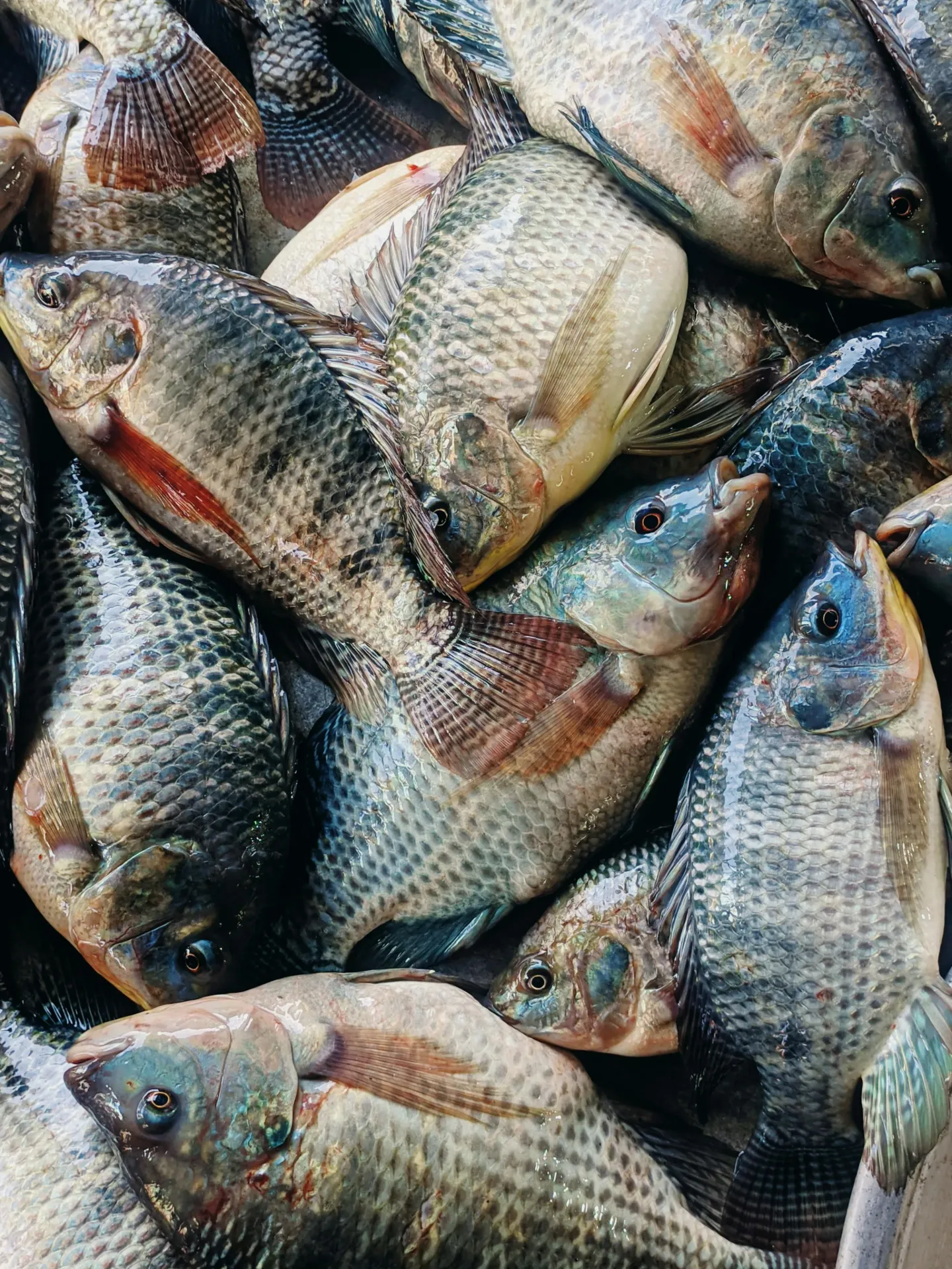 Ikan