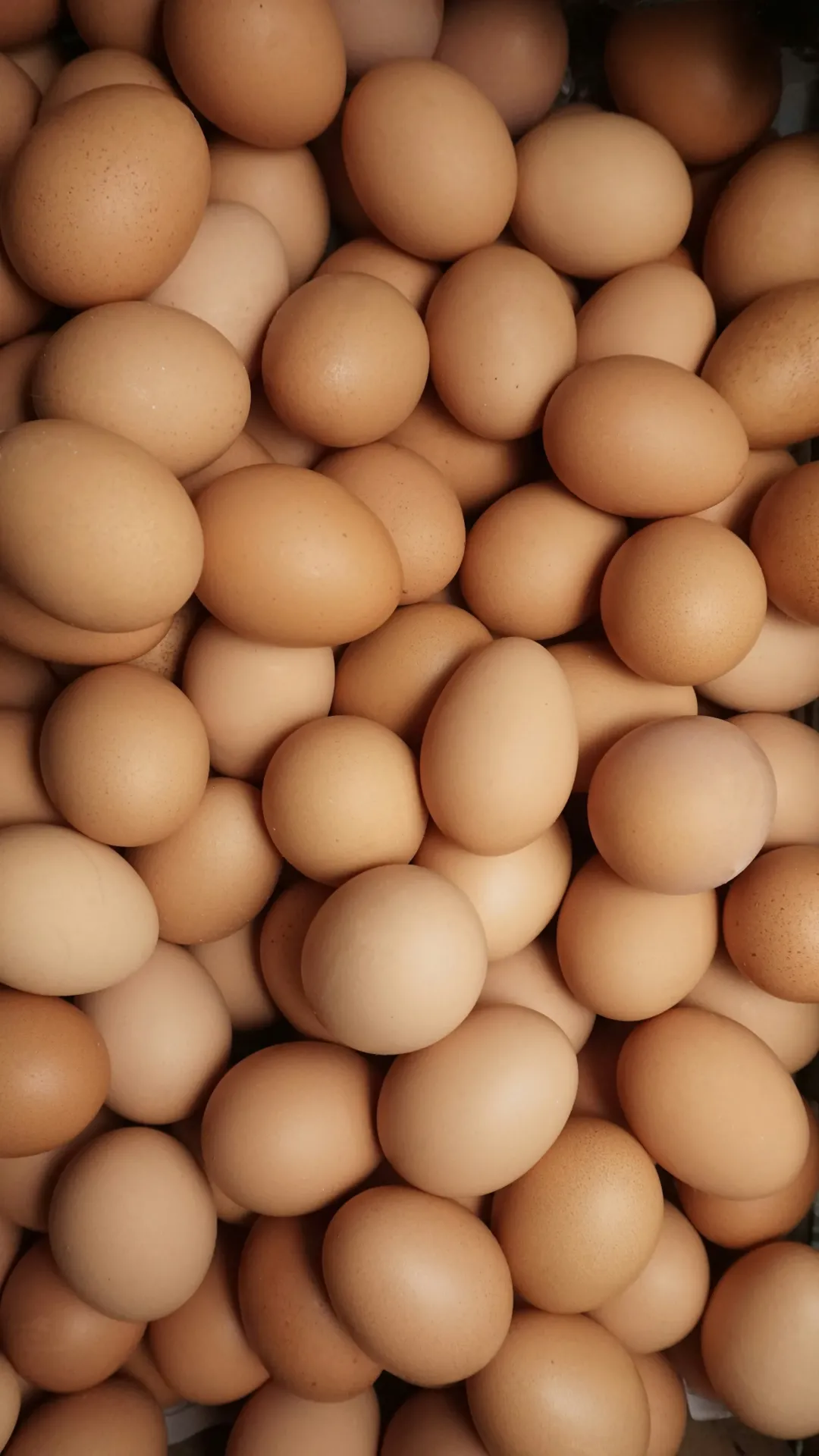 Telur